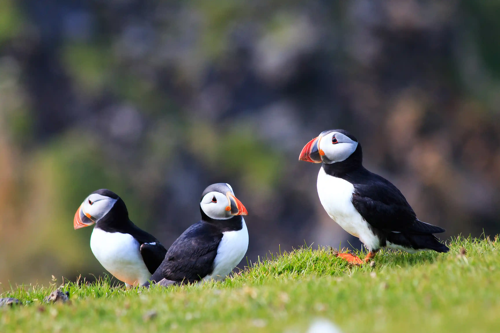 Shetland Islands