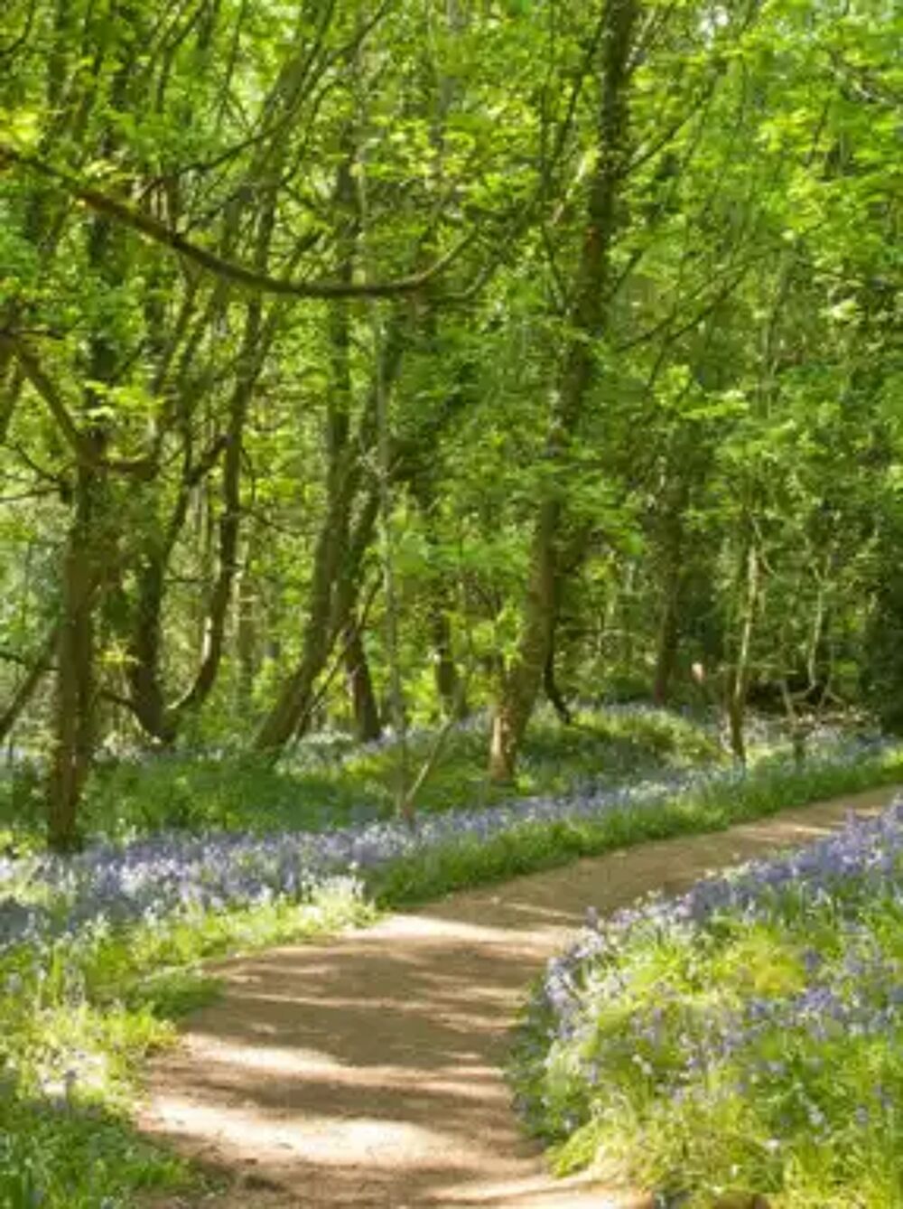 Image of Bluebell Woods