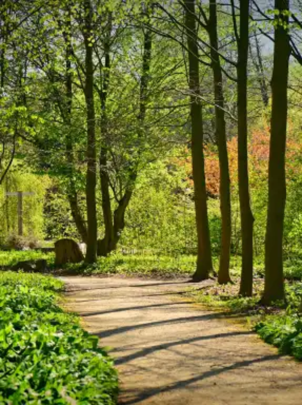 Image of Saumarez Nature Trail