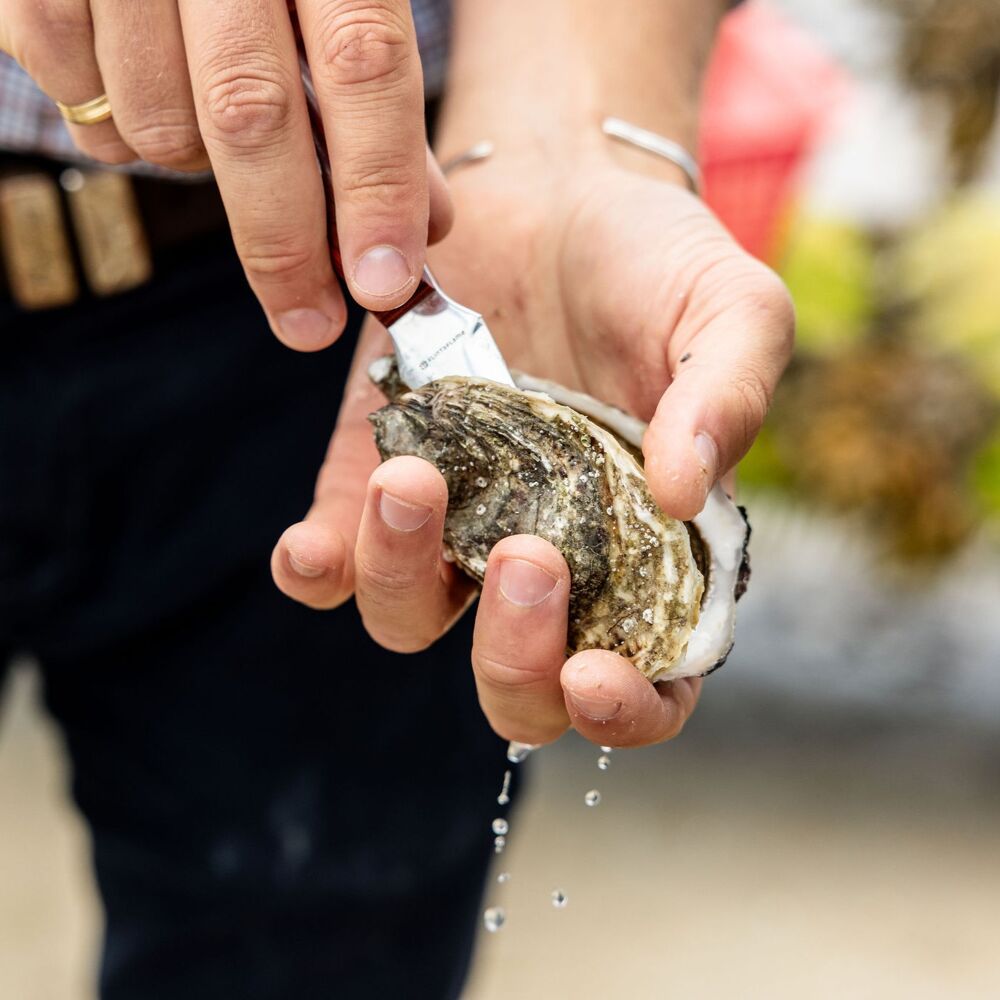 oyster tour