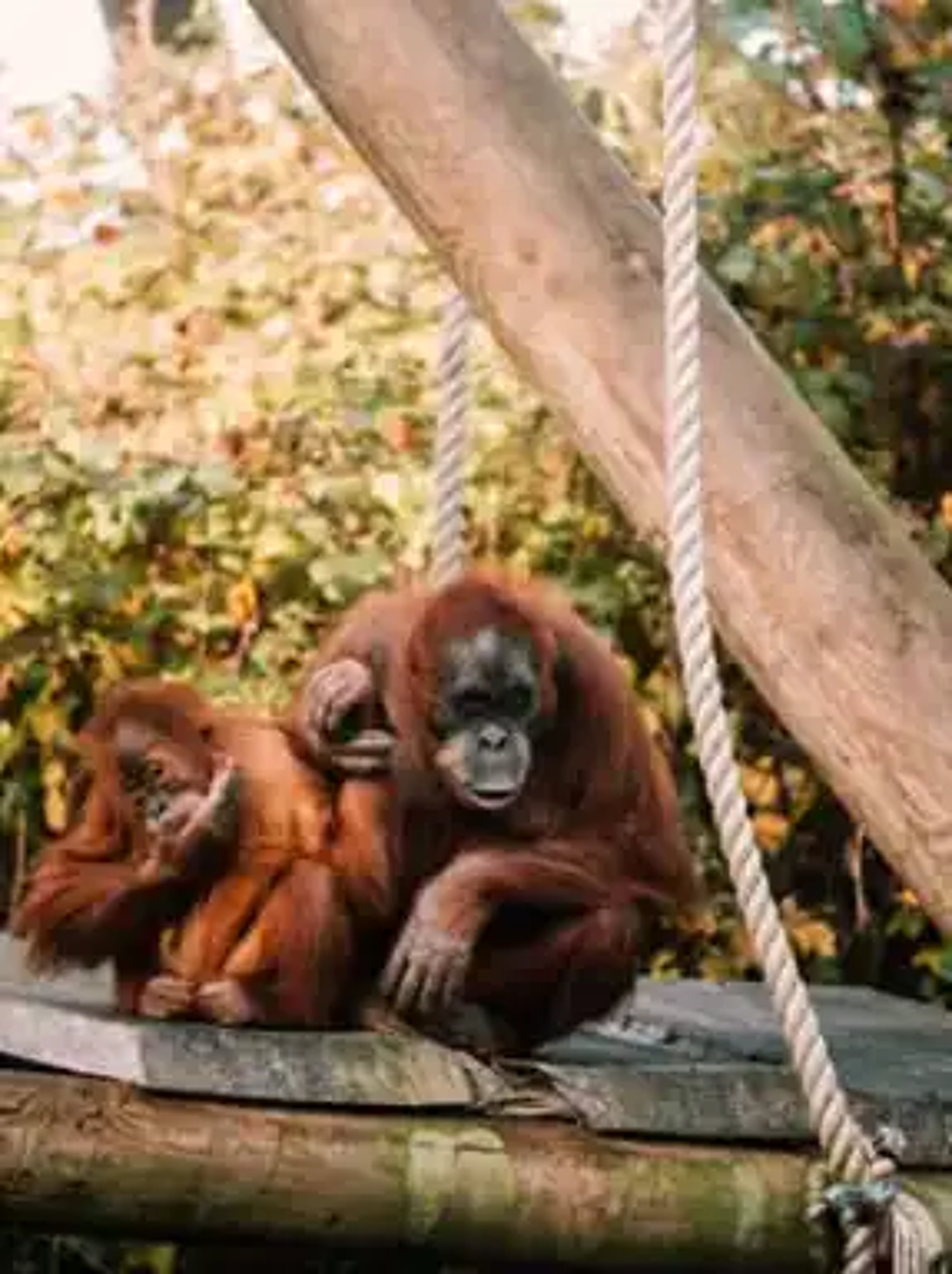 Image of Jersey Zoo