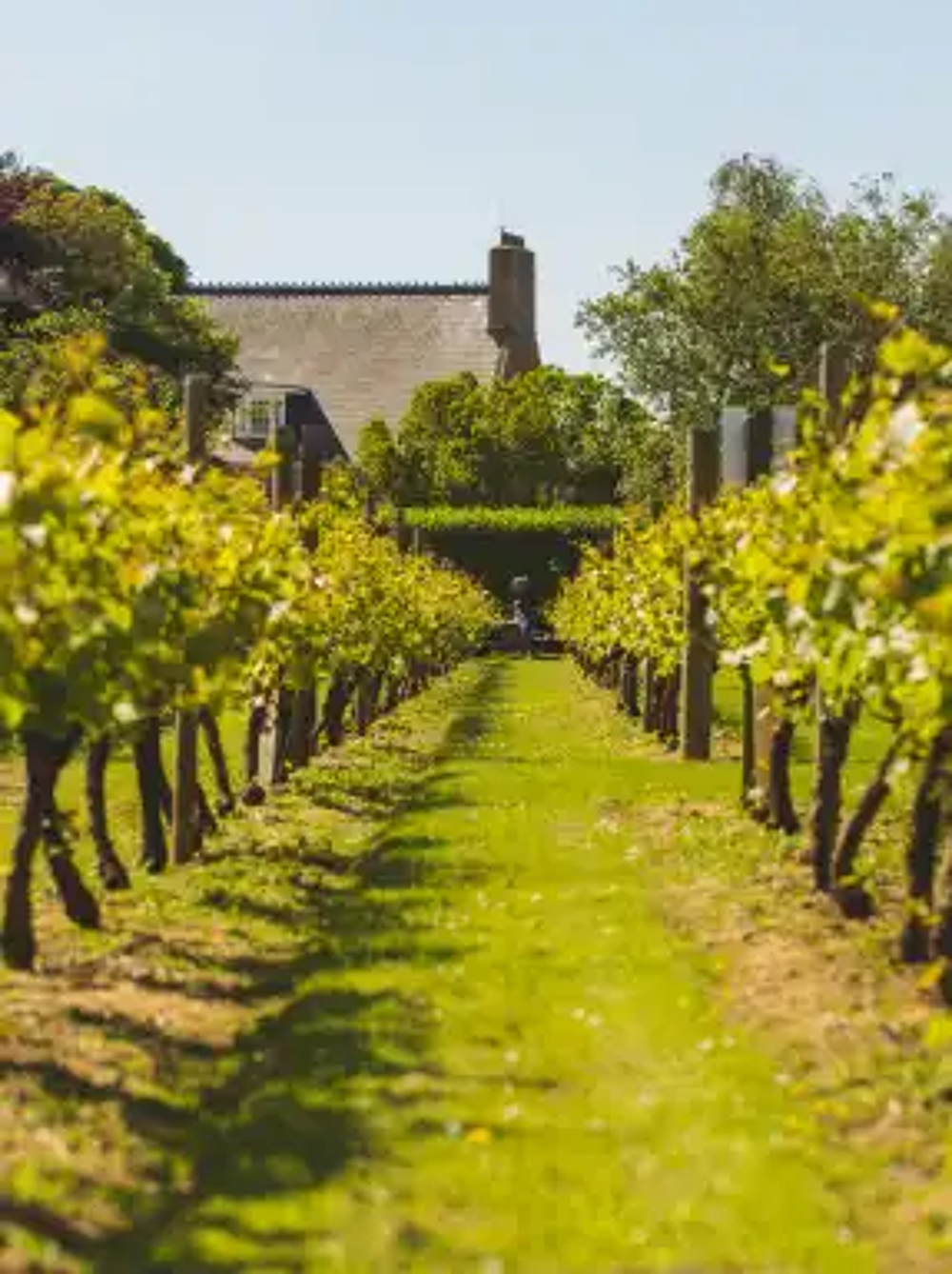 Image of La Mare Wine Estate