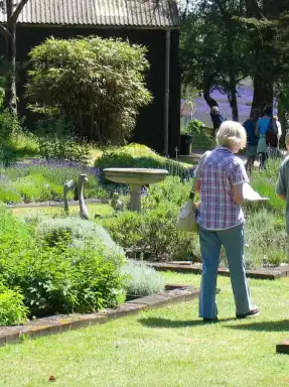 Jersey Lavender farm