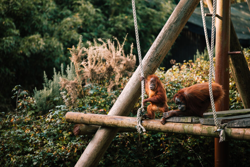 Jersey Zoo